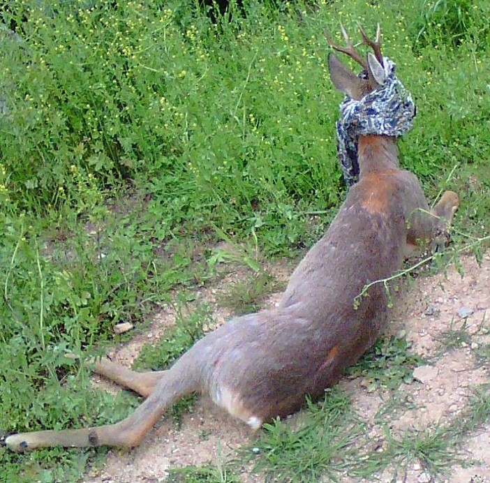 Capriolo impaurito finisce in strada a Lavagnola, recuperato dall'Enpa Capriolo impaurito finisce in strada a Lavagnola, recuperato dall'Enpa