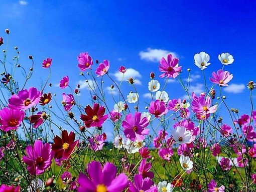 Albisola Superiore: tre giorni di eventi per "Profumi di Primavera"