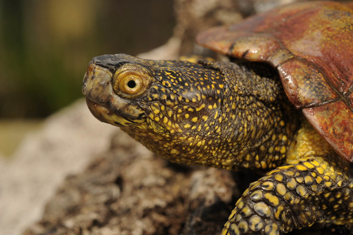 Giovedì a Bastia d'Albenga il rilascio delle tartarughe Emys