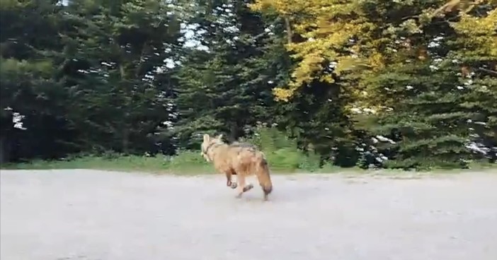 Da Savona alle Alpi, con una scorribanda in Francia: Elwood è tornato il Re dei boschi Da Savona alle Alpi, con una scorribanda in Francia: Elwood è tornato il Re dei boschi