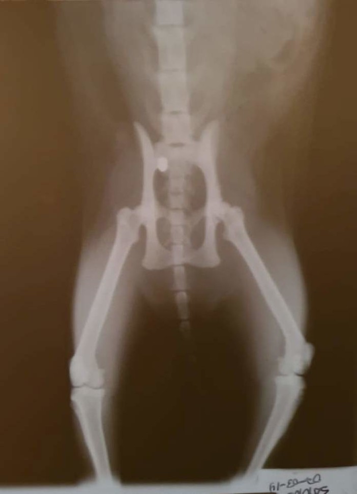 Albisola Superiore: gatti colpiti da colpi di pistola ad aria compressa. Accertamenti in corso Albisola Superiore: gatti colpiti da colpi di pistola ad aria compressa. Accertamenti in corso