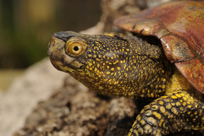 Giovedì a Bastia d'Albenga il rilascio delle tartarughe Emys Giovedì a Bastia d'Albenga il rilascio delle tartarughe Emys