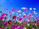 Albisola Superiore: tre giorni di eventi per "Profumi di Primavera"