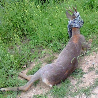 Capriolo impaurito finisce in strada a Lavagnola, recuperato dall'Enpa Capriolo impaurito finisce in strada a Lavagnola, recuperato dall'Enpa