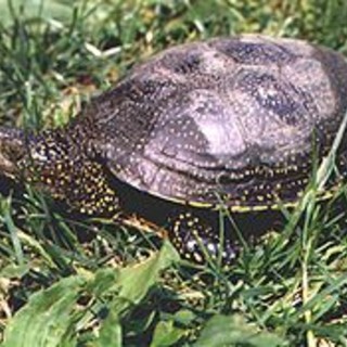 Albenga, saranno restituite all'habitat naturale 15 esemplari di tartaruga protetta