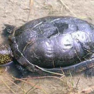 Ceriale: incontri per la tutela della tartaruga Emys