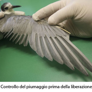 Storia a lieto fine di un mignattino (volatile selvatico salvato dal petrolio di Savona)