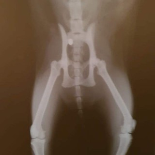 Albisola Superiore: gatti colpiti da colpi di pistola ad aria compressa. Accertamenti in corso