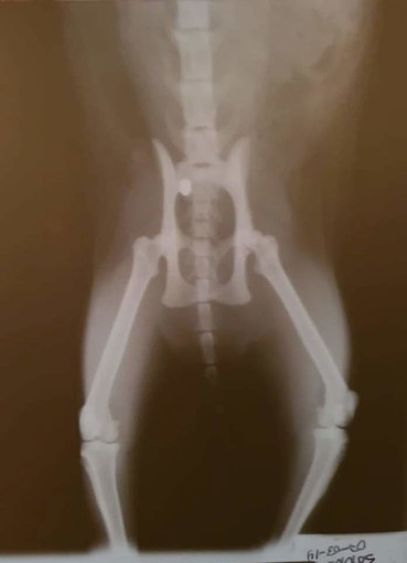 Albisola Superiore: gatti colpiti da colpi di pistola ad aria compressa. Accertamenti in corso Albisola Superiore: gatti colpiti da colpi di pistola ad aria compressa. Accertamenti in corso