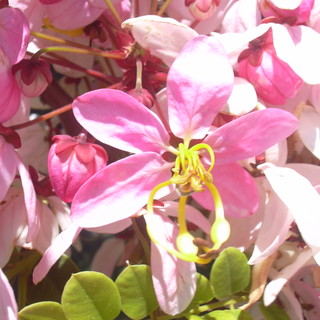 I florovivaisti liguri verso le grandi fiere internazionali