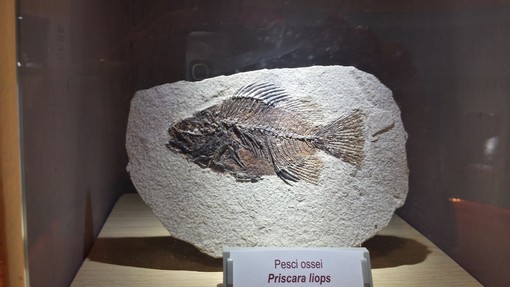 Ceriale: "Darwin Day" al Museo Paleontologico "Silvio Lai" in frazione Peagna