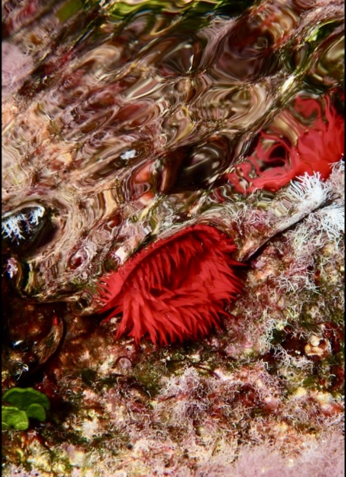 Successo per la Gara di Safari Fotografico Subacqueo a Bergeggi