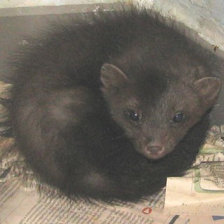 Parco del Beigua, Enpa: "Lasciati soli dagli enti gestori"