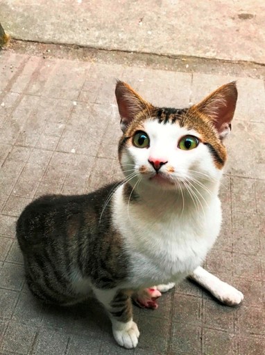 Felice, malgrado tutto: gattino cerca casa