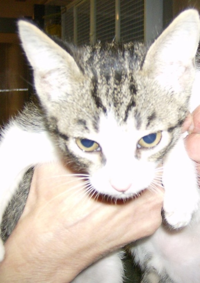 Finale: un gatto abbandonato dai bidoni della spazzatura