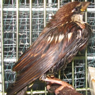 Enpa: colla per topi cattura un fringuello a Vado Ligure