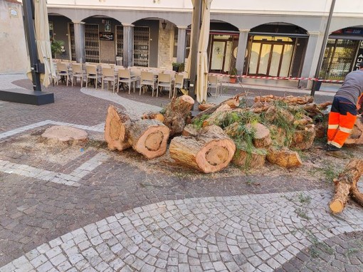 Pietra, abbattimento "finto" pepe. De Vincenzi e Amandola: "Irrimediabilmente malato, necessario per garantire la pubblica incolumità"