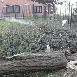Cairo Montenotte, alberi caduti a causa del forte vento