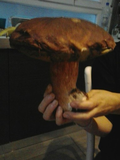 Un chilo e mezzo di signor porcino trovato vicino a Calizzano Un chilo e mezzo di signor porcino trovato vicino a Calizzano