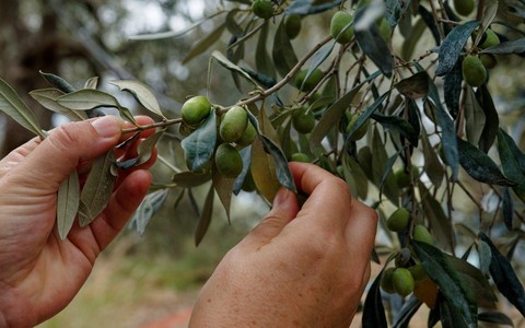 Produzione di olio minacciata dal caldo, il CeRSAA studia nuove strategie per difenderla: “Le piante stanno tenendo”