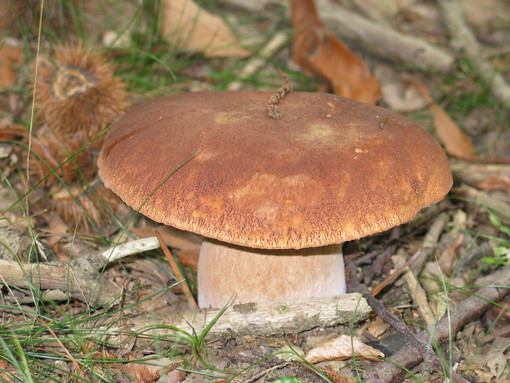 Bardineto: un incontro per parlare di funghi