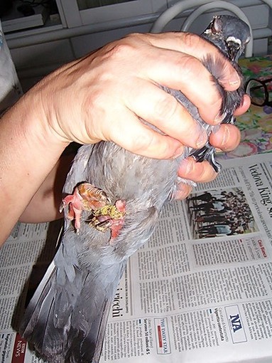 Varazze: lacci per uccidere gli animali, l'allarme dell Varazze: lacci per uccidere gli animali, l'allarme dell