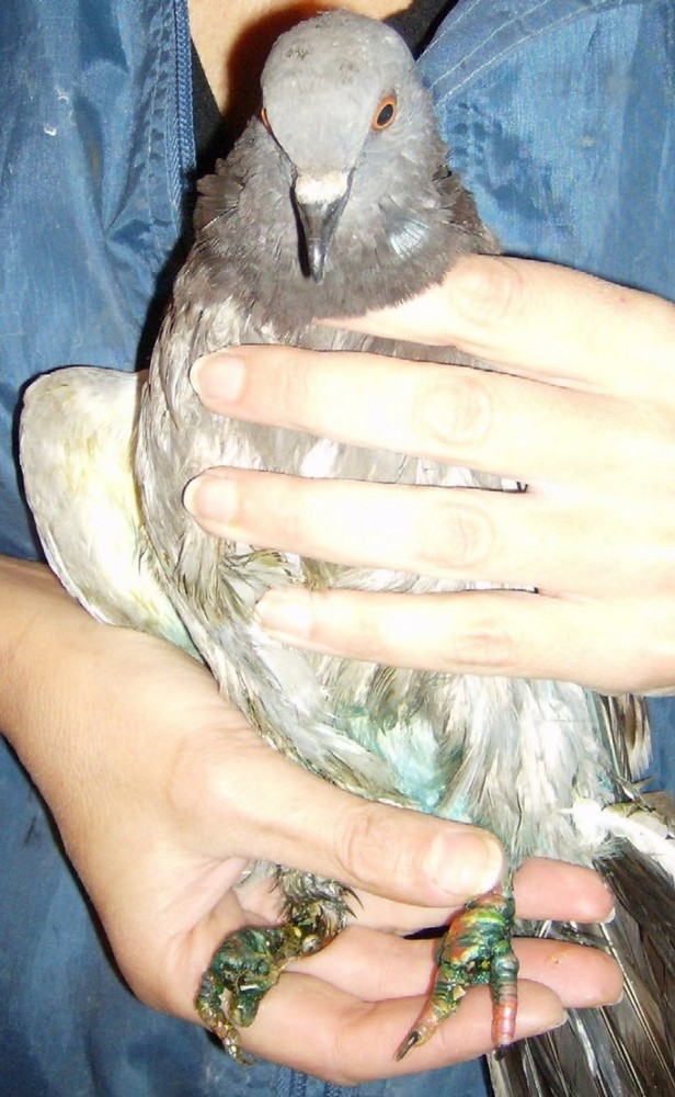 Savona: l'Enpa soccorre un piccione in un supermercato