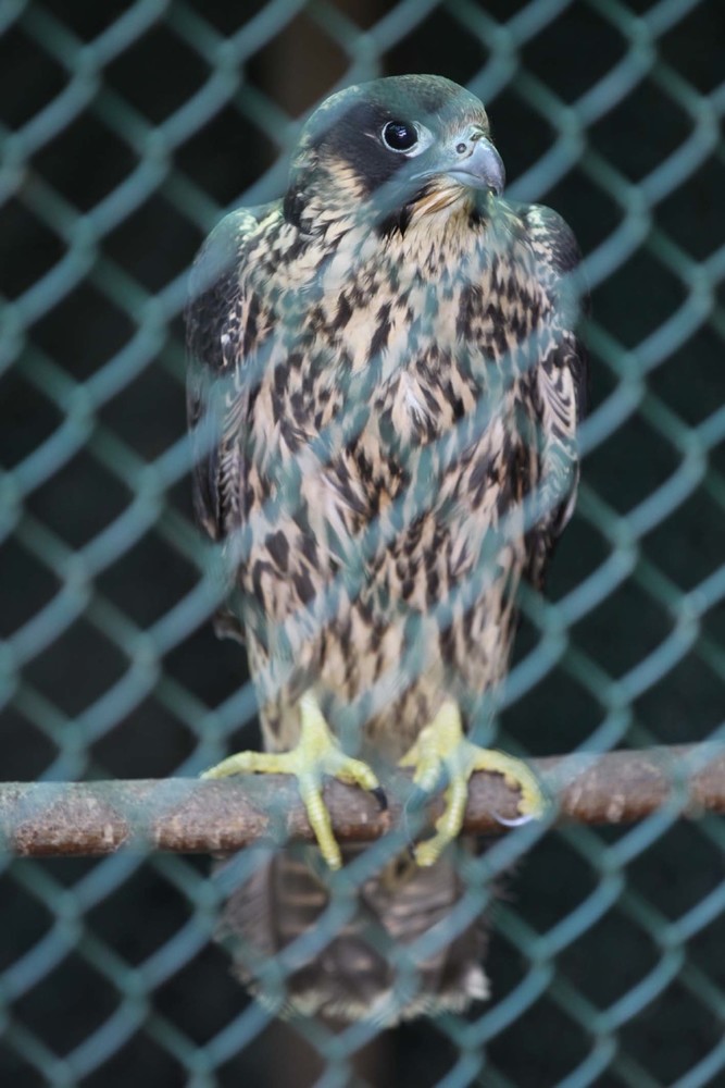 Falco Jugger soccorso a Borgio Verezzi Falco Jugger soccorso a Borgio Verezzi