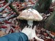 Cercatore di funghi trova un porcino da quasi 9 etti nella zona sopra Albenga (FOTO)