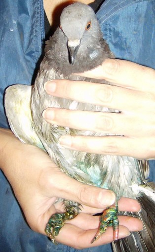 Savona: l'Enpa soccorre un piccione in un supermercato