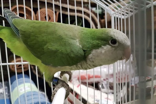 Alassio, pappagallo abbandonato in una scatola di cartone: salvato dai volontari del &quot;Progetto amici animali&quot;