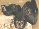 Altro falco pecchiaiolo recuperato dall'Empa, questa volta nella periferia di Albenga Altro falco pecchiaiolo recuperato dall'Empa, questa volta nella periferia di Albenga