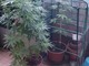 Villanova d’Albenga: “orto” di marijuana sul balcone, denunciato 45enne siciliano
