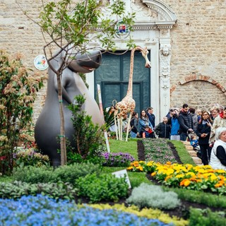Fior d’Albenga 2026: il gioco fiorisce nel centro storico con piante e aromatiche
