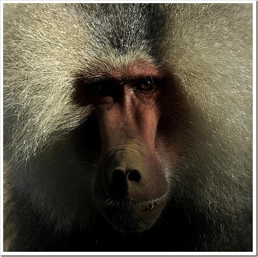 Savona: al teatro Sacco "I racconti del babbuino"