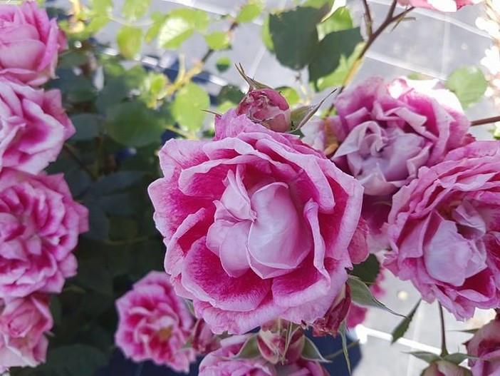 A San Valentino si regalano i fiori che vengono dall'estero secondo un'indagine AsproFlor A San Valentino si regalano i fiori che vengono dall'estero secondo un'indagine AsproFlor