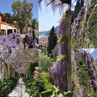 Alassio, Giardini di Villa della Pergola: Da sabato 21 al 25 aprile visite guidate tutti i giorni