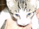 Finale: un gatto abbandonato dai bidoni della spazzatura Finale: un gatto abbandonato dai bidoni della spazzatura