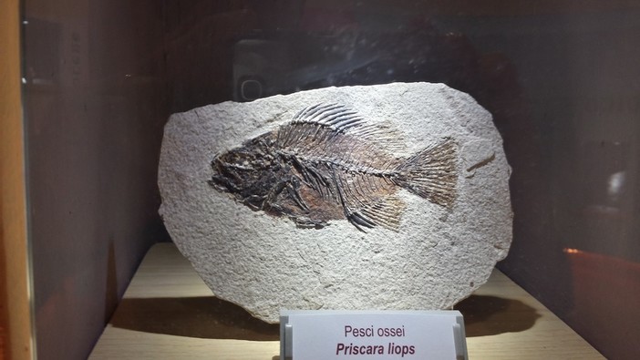 Ceriale: "Darwin Day" al Museo Paleontologico "Silvio Lai" in frazione Peagna