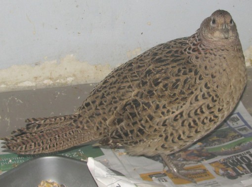 Enpa: "Come ha fatto un variopinto fagiano a finire nel garage della torre Orsero, nel porto di Savona?" Enpa: "Come ha fatto un variopinto fagiano a finire nel garage della torre Orsero, nel porto di Savona?"