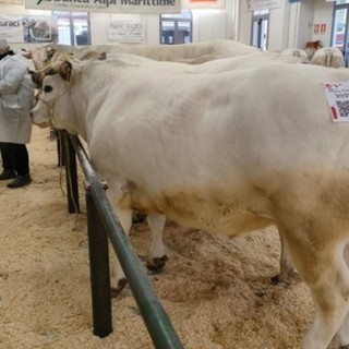 Conto alla rovescia per la 113^ Fiera Nazionale del Bue Grasso di Carrù (Video) Conto alla rovescia per la 113^ Fiera Nazionale del Bue Grasso di Carrù (Video)