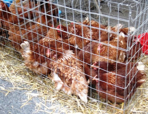 Animali in vendita alla fiera di Piazza Bologna a Savona, perplessità dell'Enpa Animali in vendita alla fiera di Piazza Bologna a Savona, perplessità dell'Enpa