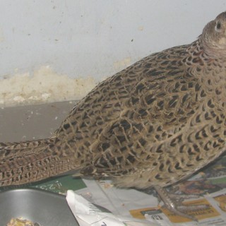 Enpa: "Come ha fatto un variopinto fagiano a finire nel garage della torre Orsero, nel porto di Savona?"