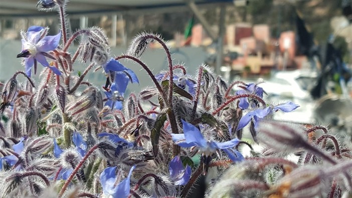 Alassio e Darfo Boario Terme consolidano il gemellaggio per promuovere la cucina coi fiori eduli