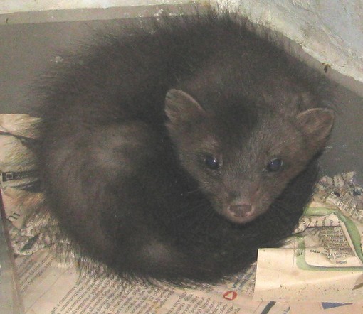 Parco del Beigua, Enpa: "Lasciati soli dagli enti gestori"