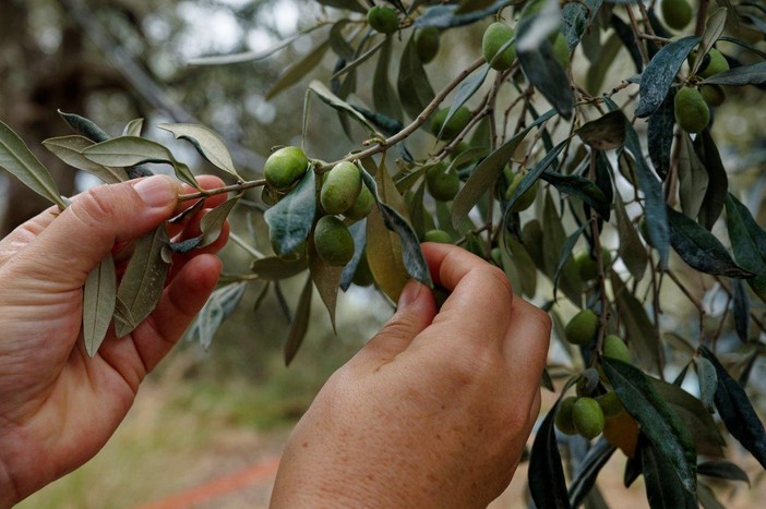 Produzione di olio minacciata dal caldo, il CeRSAA studia nuove strategie per difenderla: “Le piante stanno tenendo” Produzione di olio minacciata dal caldo, il CeRSAA studia nuove strategie per difenderla: “Le piante stanno tenendo”