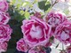 A San Valentino si regalano i fiori che vengono dall'estero secondo un'indagine AsproFlor A San Valentino si regalano i fiori che vengono dall'estero secondo un'indagine AsproFlor