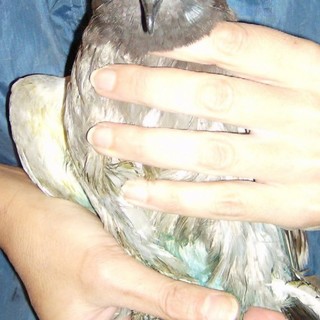 Savona: l'Enpa soccorre un piccione in un supermercato