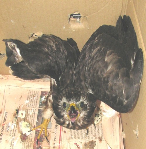 Altro falco pecchiaiolo recuperato dall'Empa, questa volta nella periferia di Albenga Altro falco pecchiaiolo recuperato dall'Empa, questa volta nella periferia di Albenga