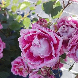 A San Valentino si regalano i fiori che vengono dall'estero secondo un'indagine AsproFlor